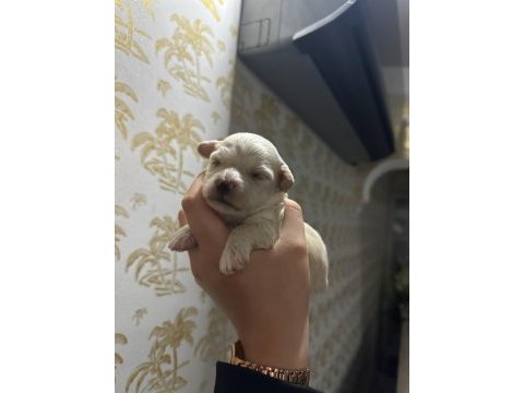 Maltipoo bebekleri