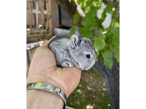 Netherland dwarf orjinal cüce tavşanlar