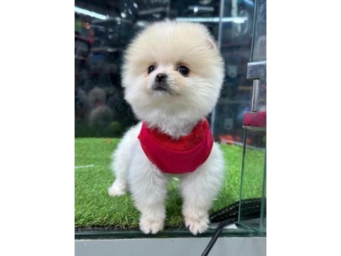 Pomeranian boo bebekler iyisi değil en iyisi