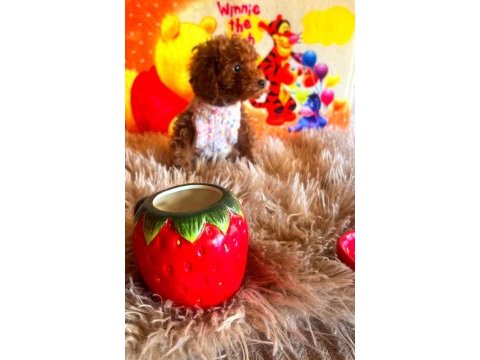 Anne yanından toy poodle bebekler