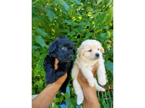 Siyah ve beyaz maltipoo yavrularım