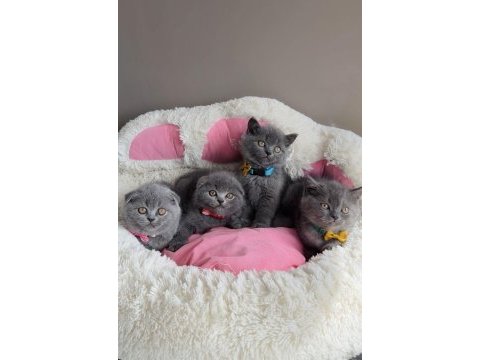 Ayı suratlı blue scotısh bebekleirm 