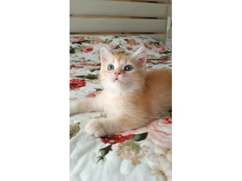 Golden british shorthair erkek