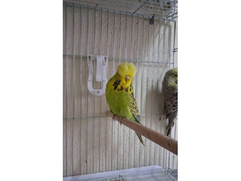 Show jumbo muhabbet kuşları