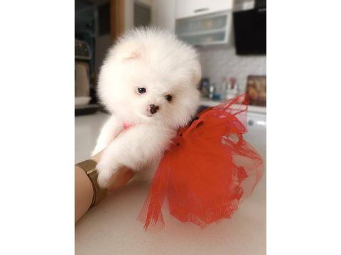 Dişi yavru pomeranian boo sahibini bekliyor