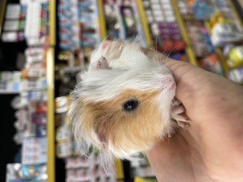 Ginepig yavrularımız