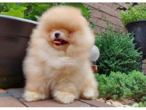 Kim pomeranian teddy bear istemez ki