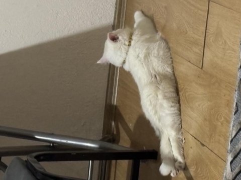 Kedimiz aydın içi elden verilir