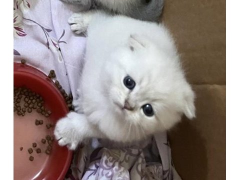 Eğik kulaklı beyaz oyuncu ve tatlı yavru kedilerim