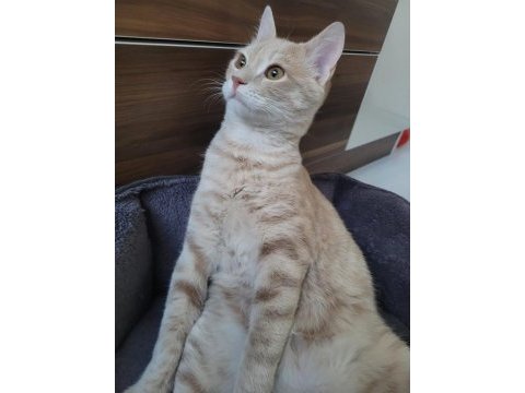 Tekir kedi ilanı