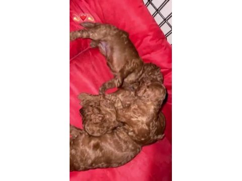 Toy poodle köpeğimiz