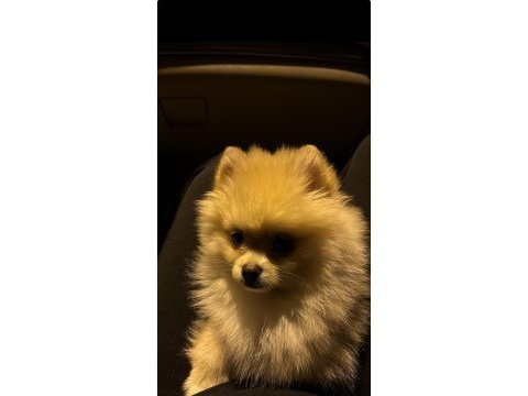 Pomeranian boo 4.5 aylık