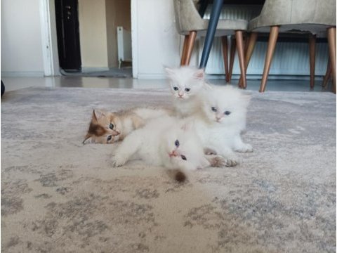 Vcf şecereli uysal oyuncu british shorthair yavrular