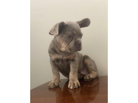 New shade isabella tan maybe fluffy taşıyıcı french bulldog