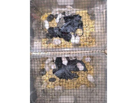Toptan gonzales ve suriye hamster