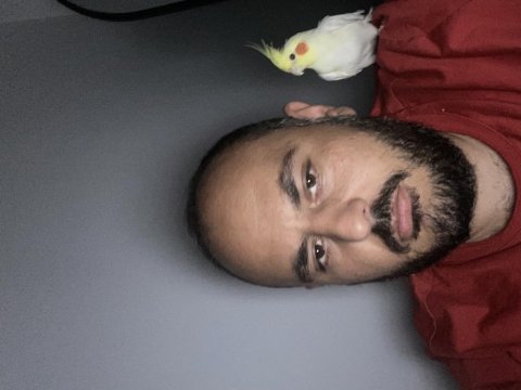 Üst düzey konuşan sultan papağanı