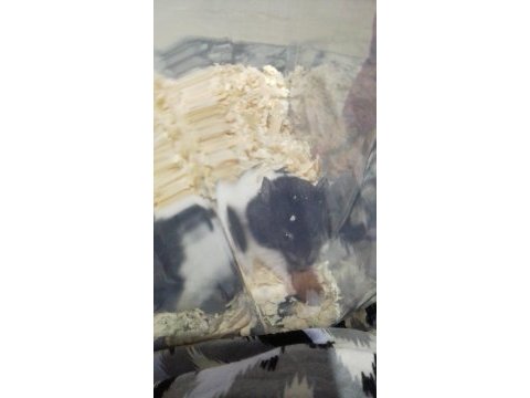 Suriye hamster