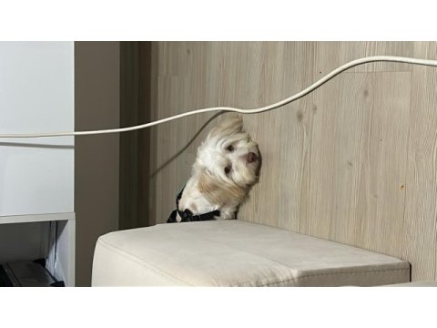 7 aylık maltipoo terrier