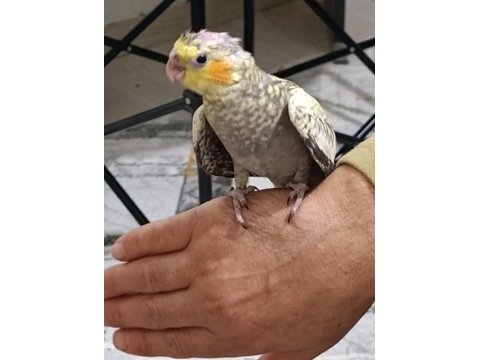 3 adet sultan papağanım vardır ele alışkın yavru