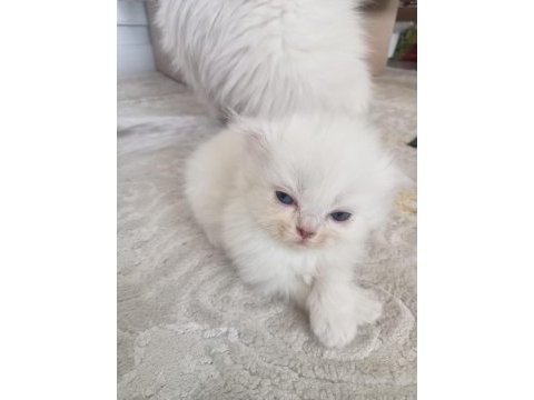 Scottish fold long hair yavruları