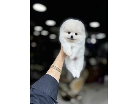 Sevimli pomeranian boo yavruları