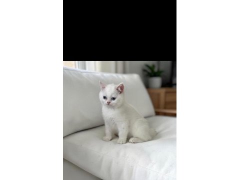 Safkan british shorthair golden point yavru