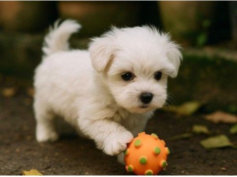 Maltese terrier yavrularım yeni evini bekliyor