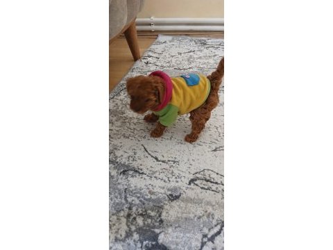Premıum korea teacup toy poodle yavrularımız