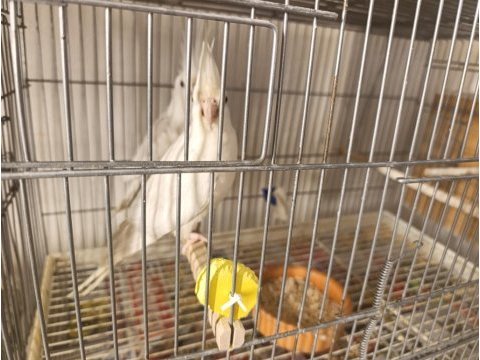 Albino kırmızı göz sultan papağanı