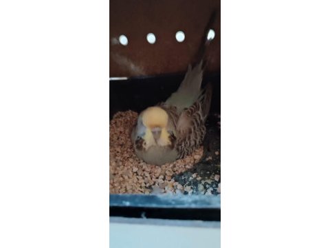 Jumbo muhabbet kuşu takım