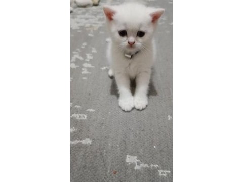 8 haziran doğumlu erkek british longhair