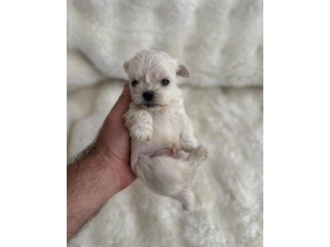 Sıfır burun sıfır bacak 3 nokta köpeğimiz