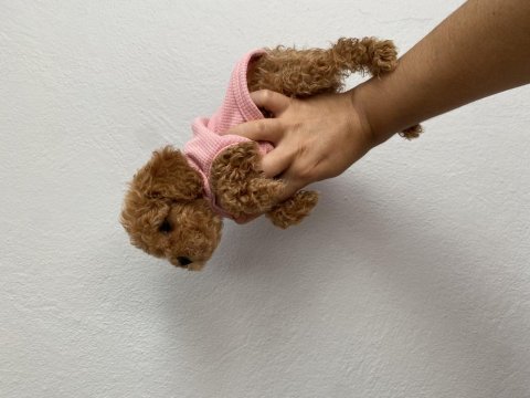 Teacup poodle