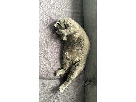 Russian blue kedimize geçici yuva