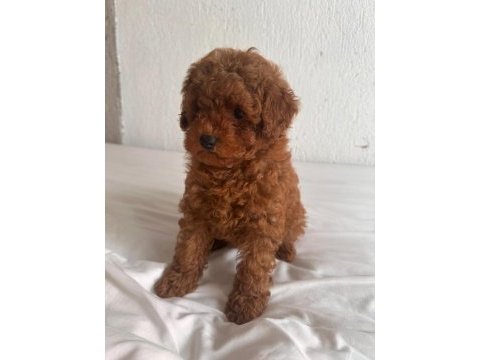 Toy poodle yavrularımız yeni ailelerini arıyorlar