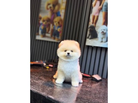 Yavru pomeranian boo köpeklerimiz