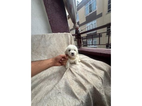 Yüksek kalite maltese yavrularımız