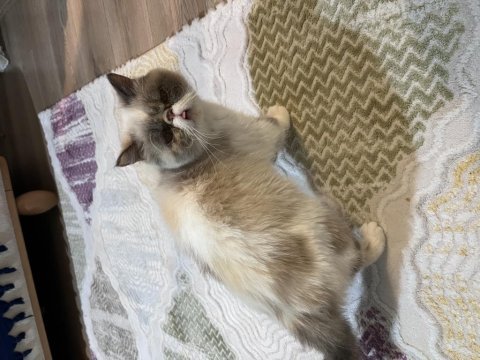 İş yoğunluğundan dolayı kedimizi sahiplendiriyoruz