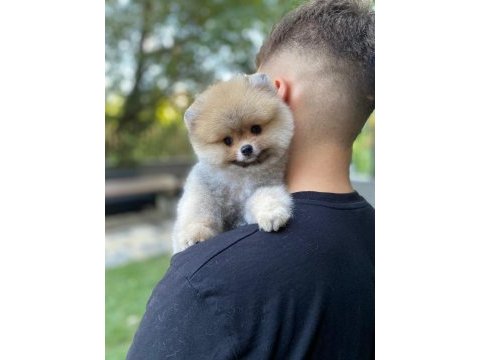Safkan a class ayıcık pomeranian boo