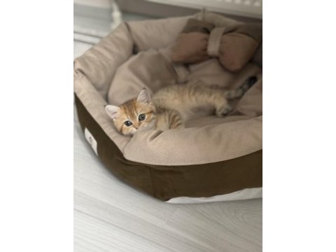 9 aylık mikroçipli british shorthair gold dişi