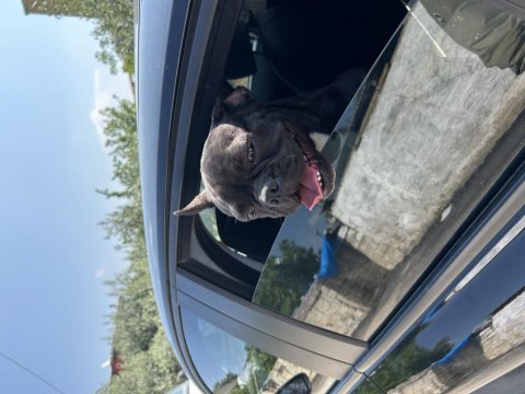 French bulldog