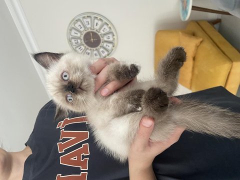 Son yavrumuz uygun dişi british shorthair