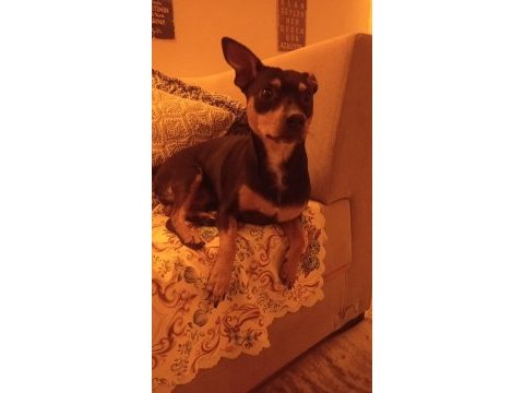 Minyatür pinscher yavruları dişi erkek