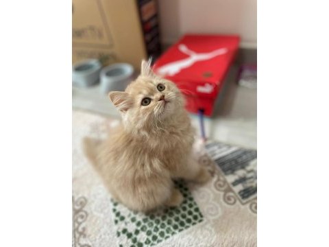 3-4 aylık chinchilla yavrumuza yeni yuva arıyoruz