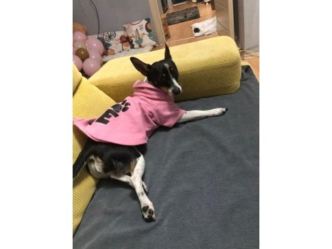 Acil çok özel pinscher minyatür