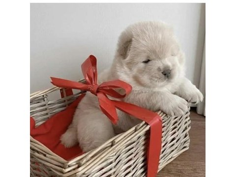 A kaliteli chow chow yavrular hazır çin aslanı