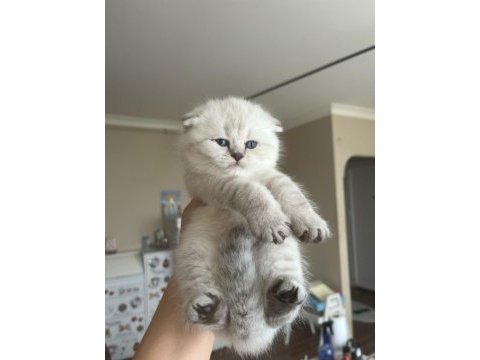 Scottish fold benim yeni ailem olur musunuz
