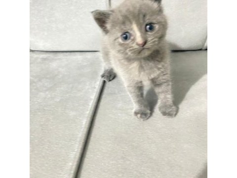 British shorthair cins minikler