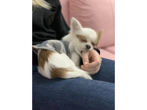 Oğluşuma gelin adayı arıyorum chihuahua