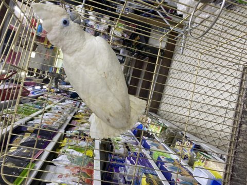 Gerçek yavru dişi erkek kakadu yavruları